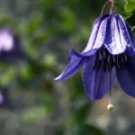 Types of Clematis: A Stunning Guide to Garden Favorites Roguchi