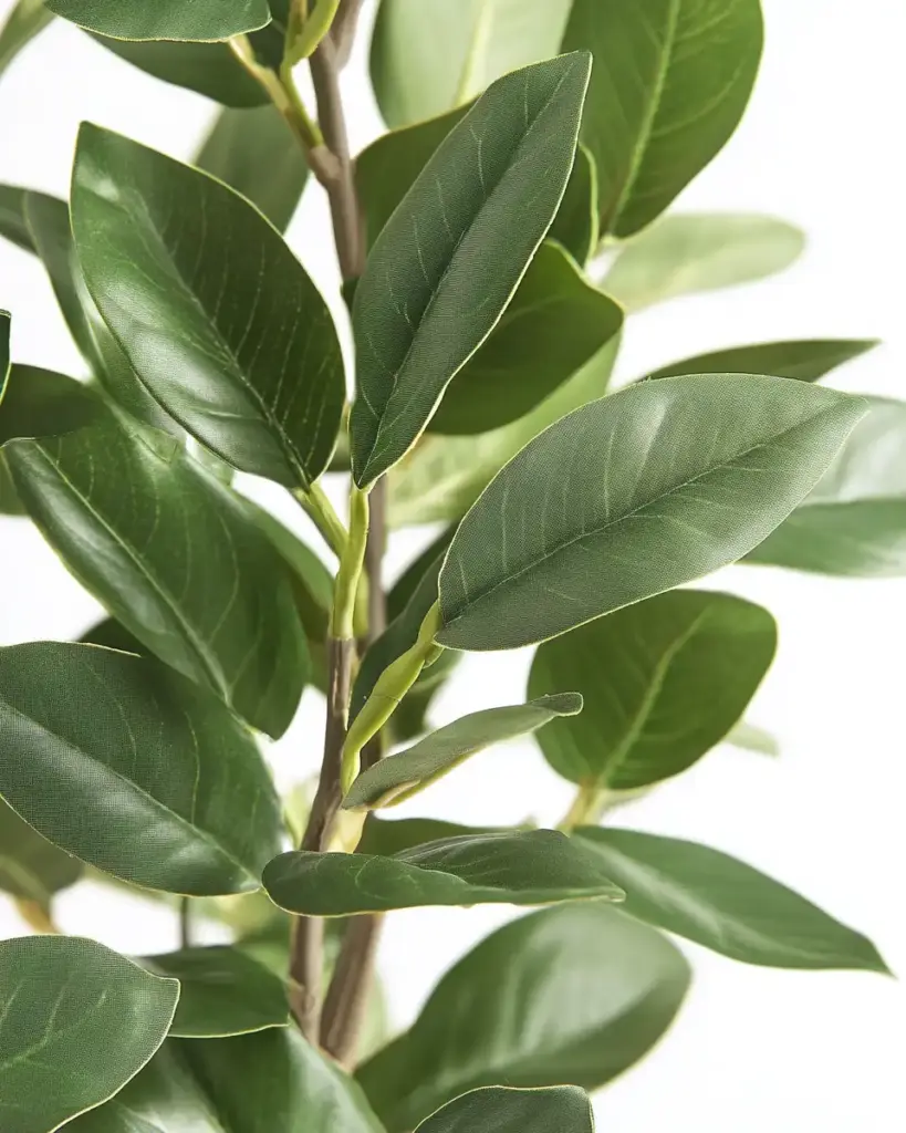 15 Best Trees for Privacy To Make Your Yard a Lush Sanctuary 5 Skip Laurel