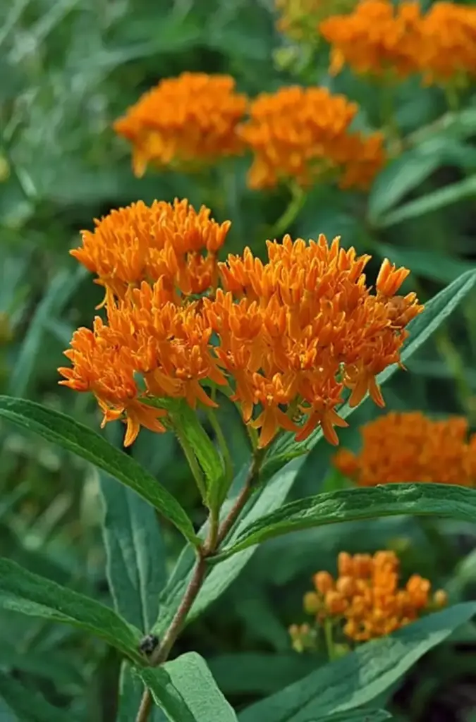 Butterfly Weed