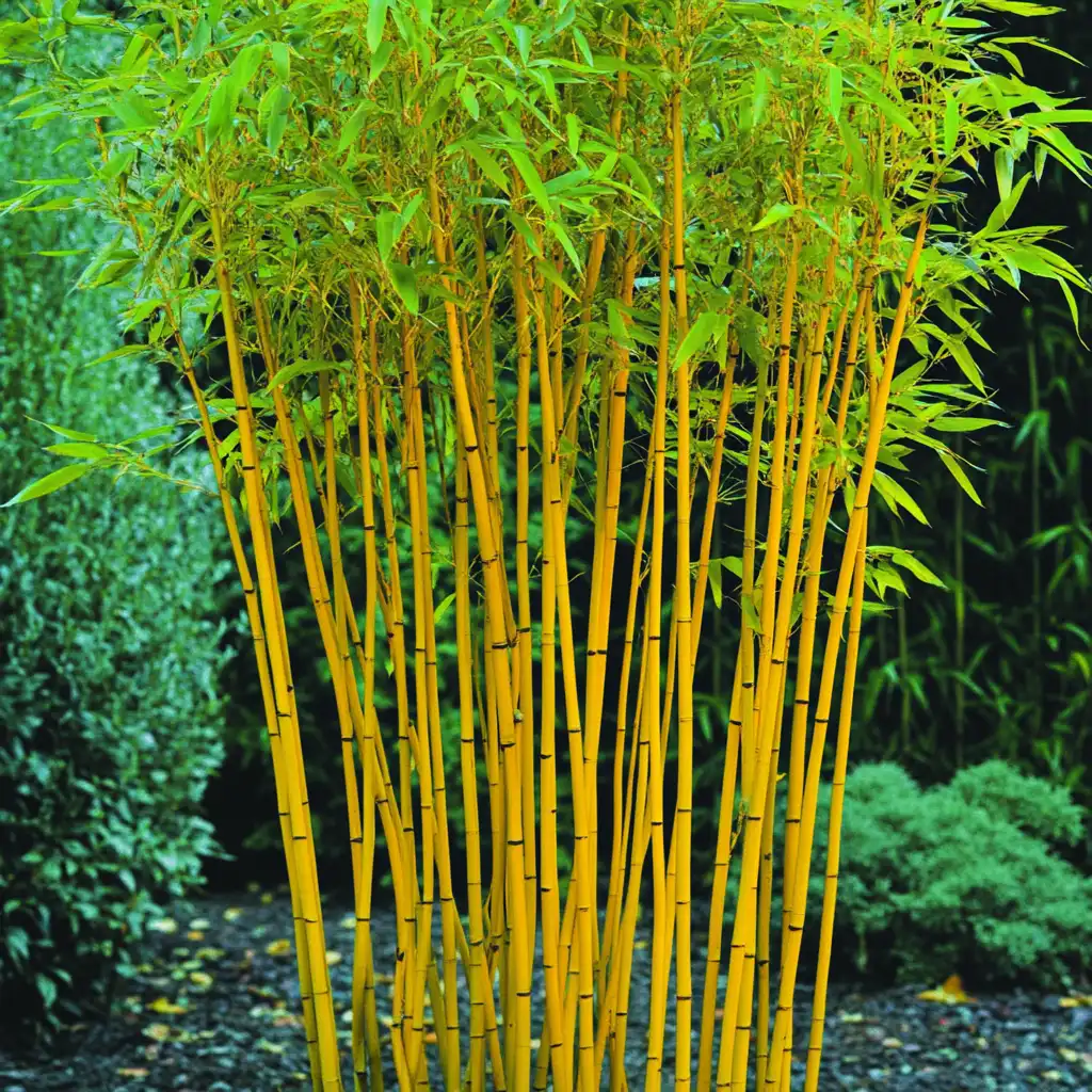 15 Fast-Growing Privacy Trees to Plant Along Fence Lines 5. Clumping Bamboo