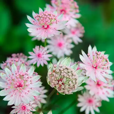12 Full Sun Perennials Flowers That Bloom All Summer Astrantia