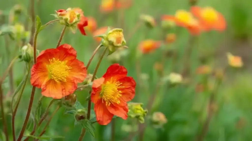 10 Easy Perennial Flowers for Full Sun Gardens Avens