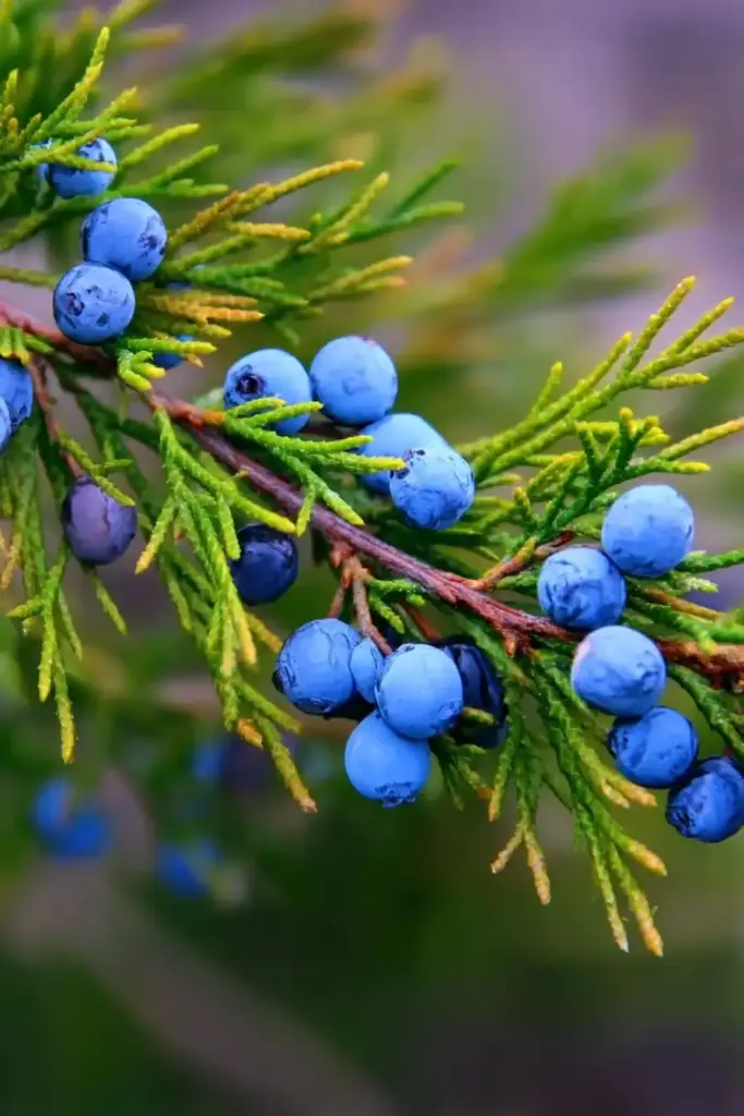 15 Best Trees for Privacy To Make Your Yard a Lush Sanctuary Juniper