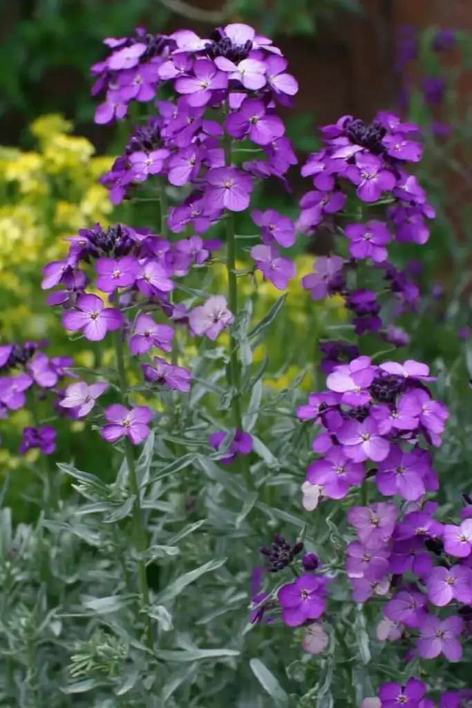 Erysimum