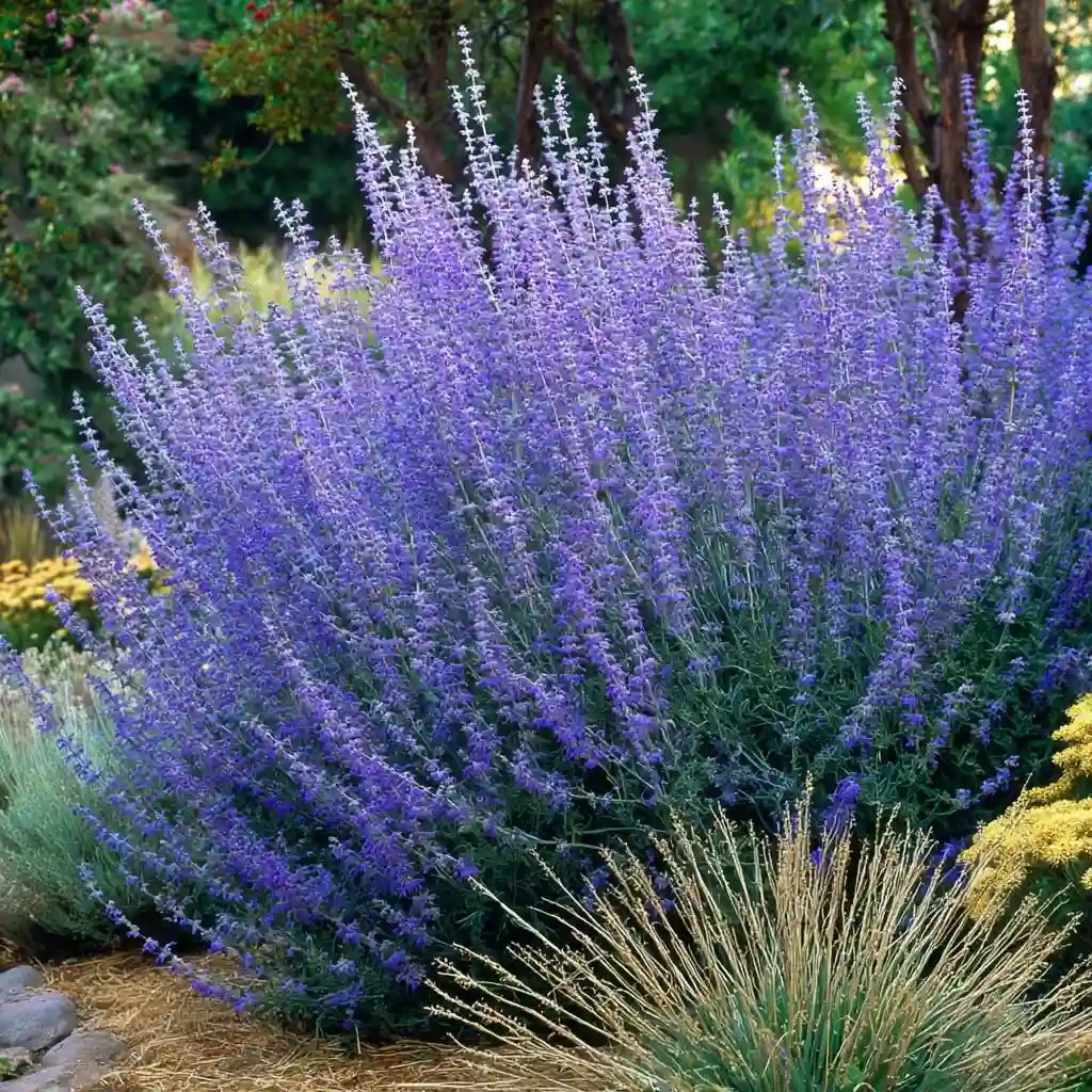 Russian Sage (Perovskia atriplicifolia)