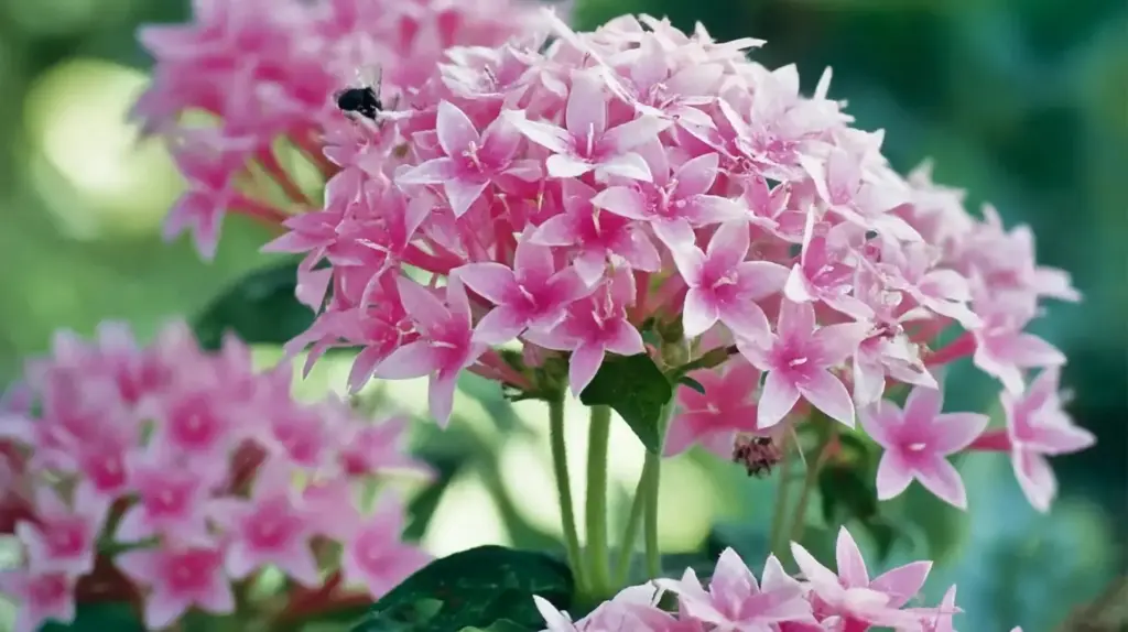 11 Best Full-Sun Annuals for Colorful Summer Gardens Pentas