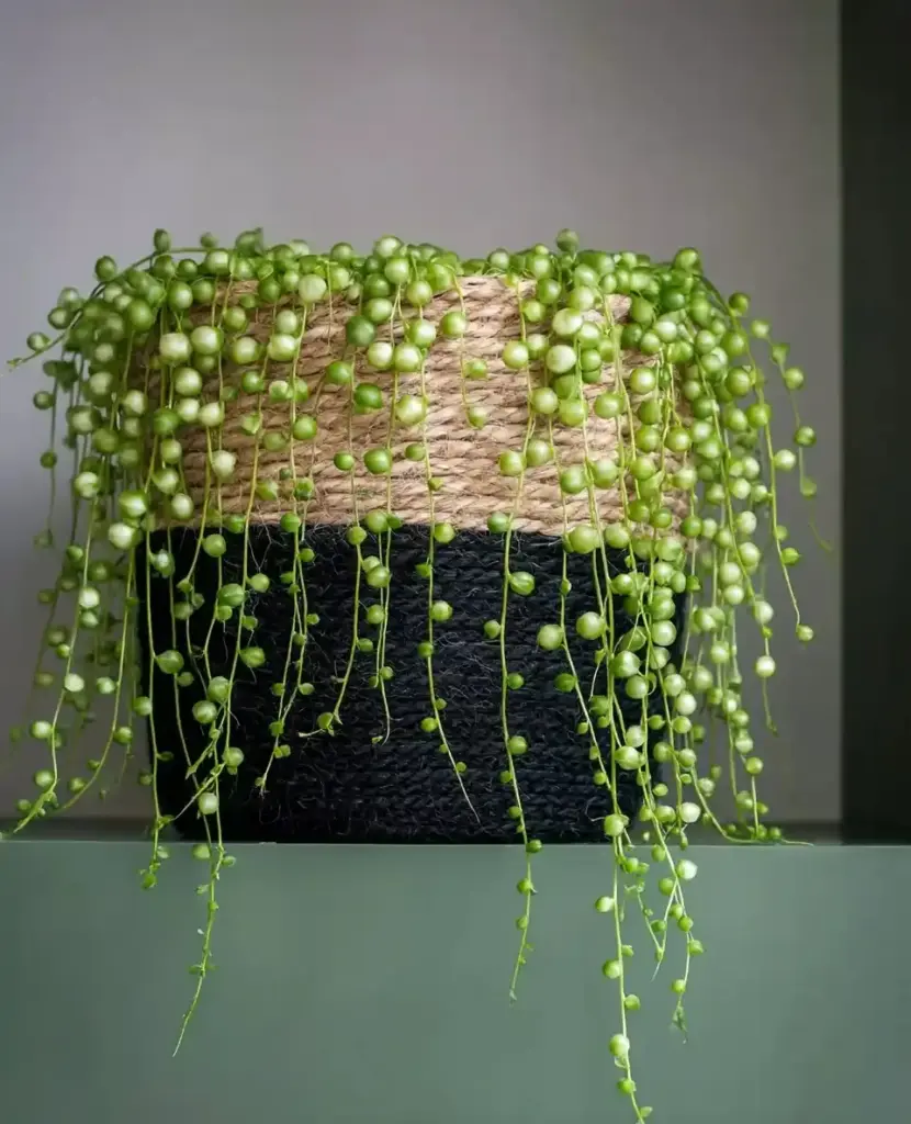 16 Great Low-Maintenance Outdoor Potted Plants String of Pearls