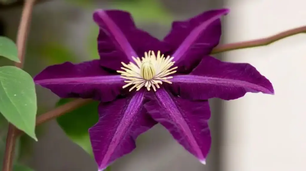 Types of Clematis: A Stunning Guide to Garden Favorites Conclusion