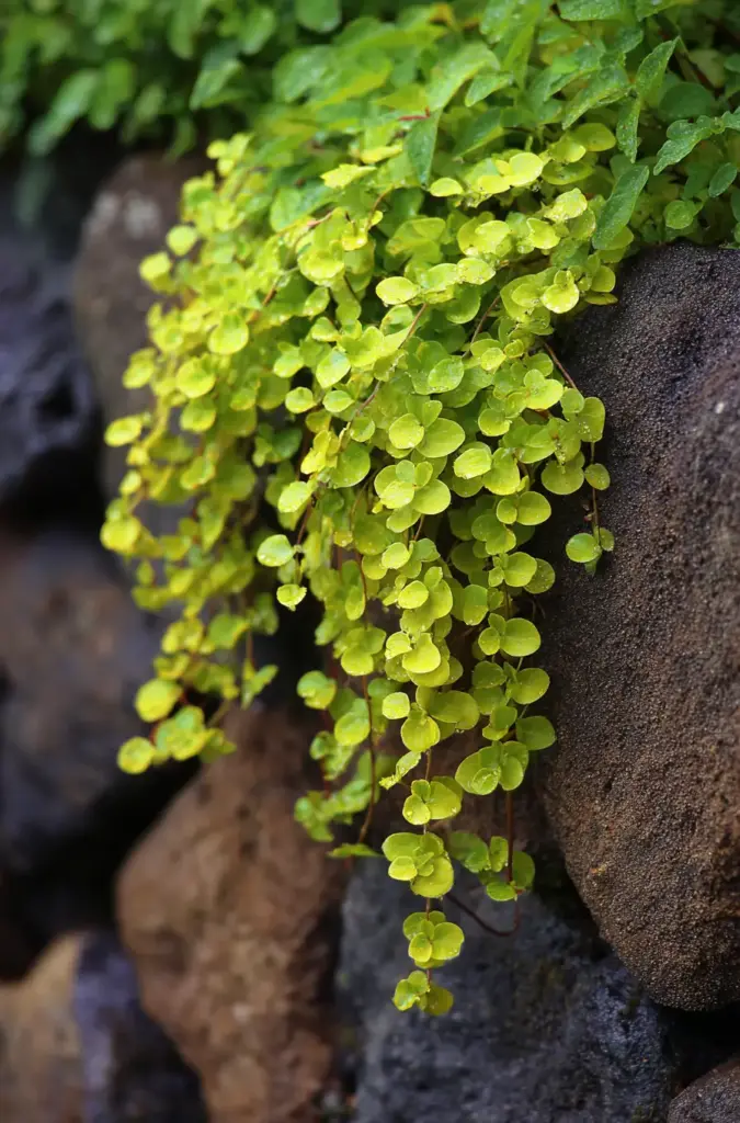 Creeping Jenny
