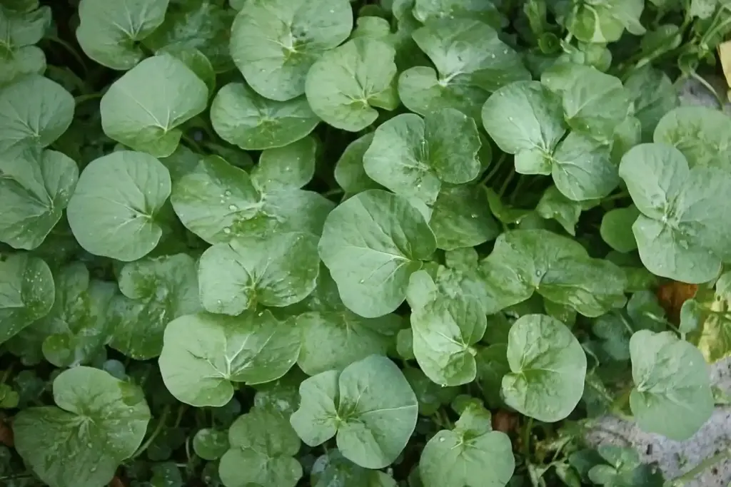 12 Perennial Vegetables You Can Plant Once and Harvest Forever Watercress