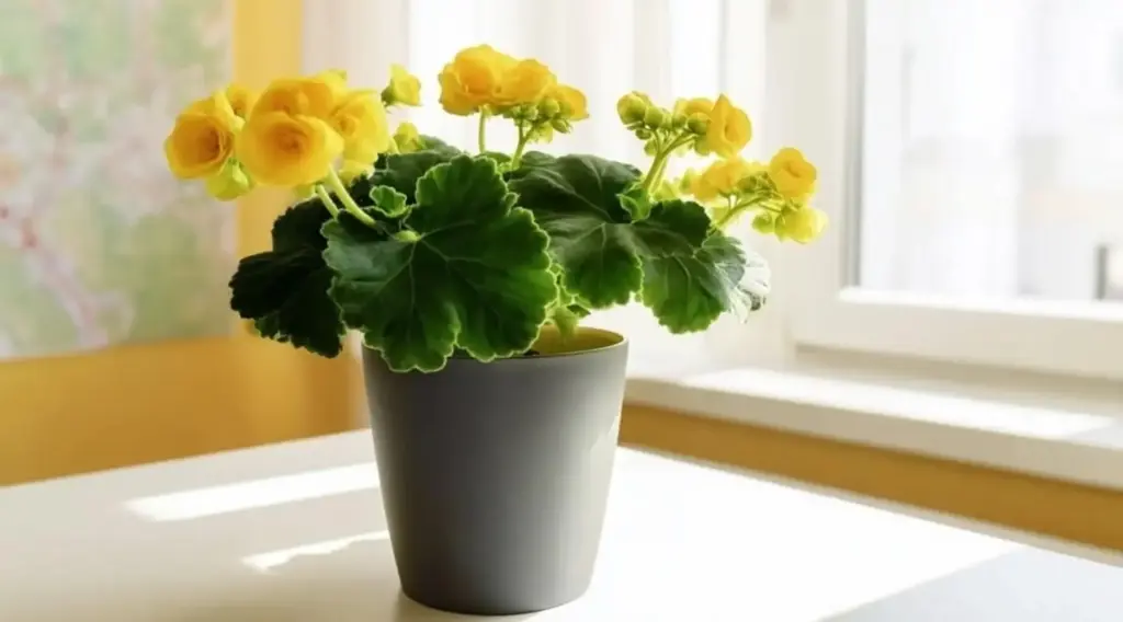 15 Expert Tips for Growing Stunning Begonias in Pots or Containers Match Light Conditions to the Right Location