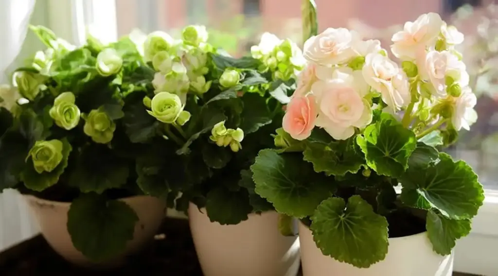 15 Expert Tips for Growing Stunning Begonias in Pots or Containers Choose the Right Variety for Sun or Shade