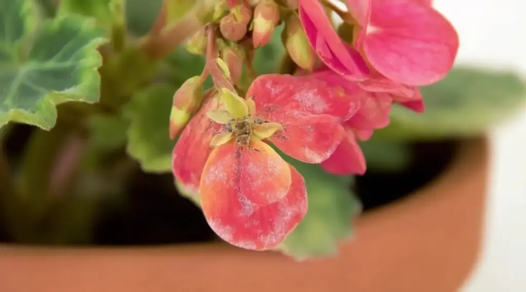 15 Expert Tips for Growing Stunning Begonias in Pots or Containers Diseases