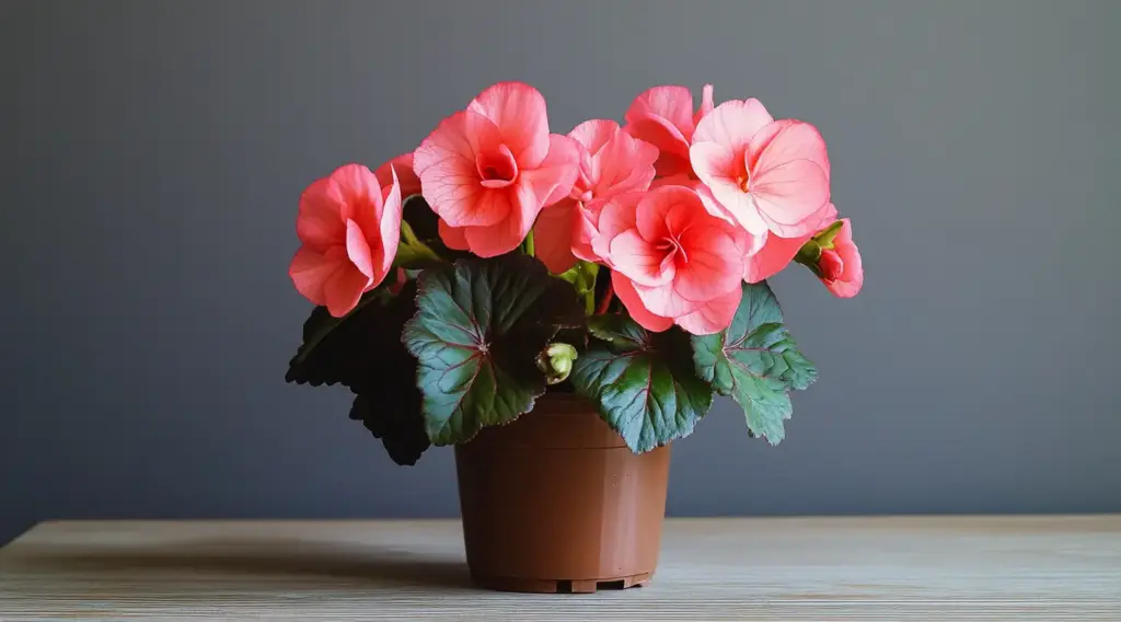 15 Expert Tips for Growing Stunning Begonias in Pots or Containers Begonia Varieties
