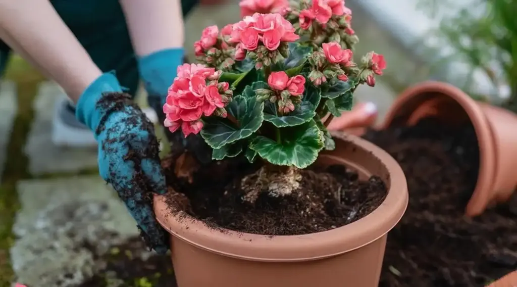 15 Expert Tips for Growing Stunning Begonias in Pots or Containers Plant Correctly