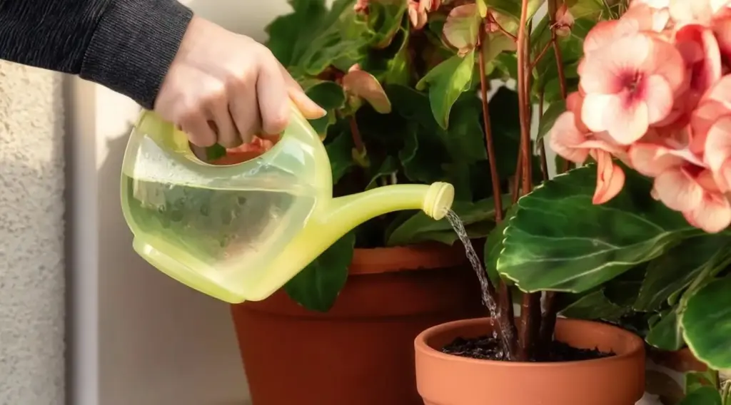 15 Expert Tips for Growing Stunning Begonias in Pots or Containers Water Regularly, But Not Too Much