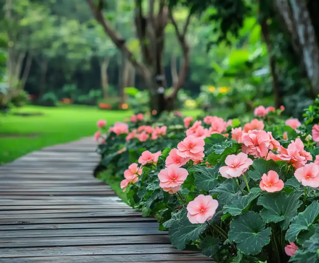 17 Begonia Flower Bed Ideas