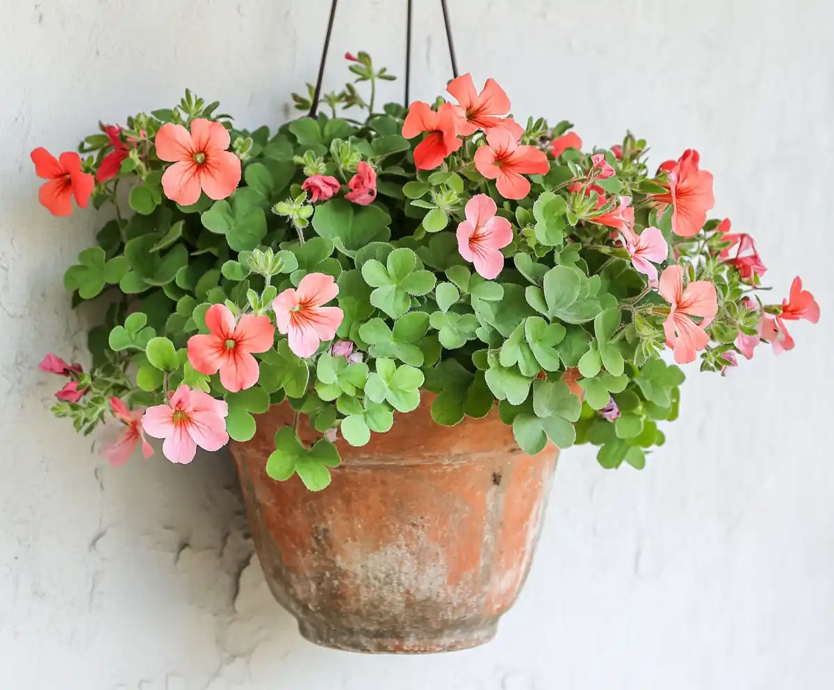 The Green Thumb Series: Front Porch Flower Pots