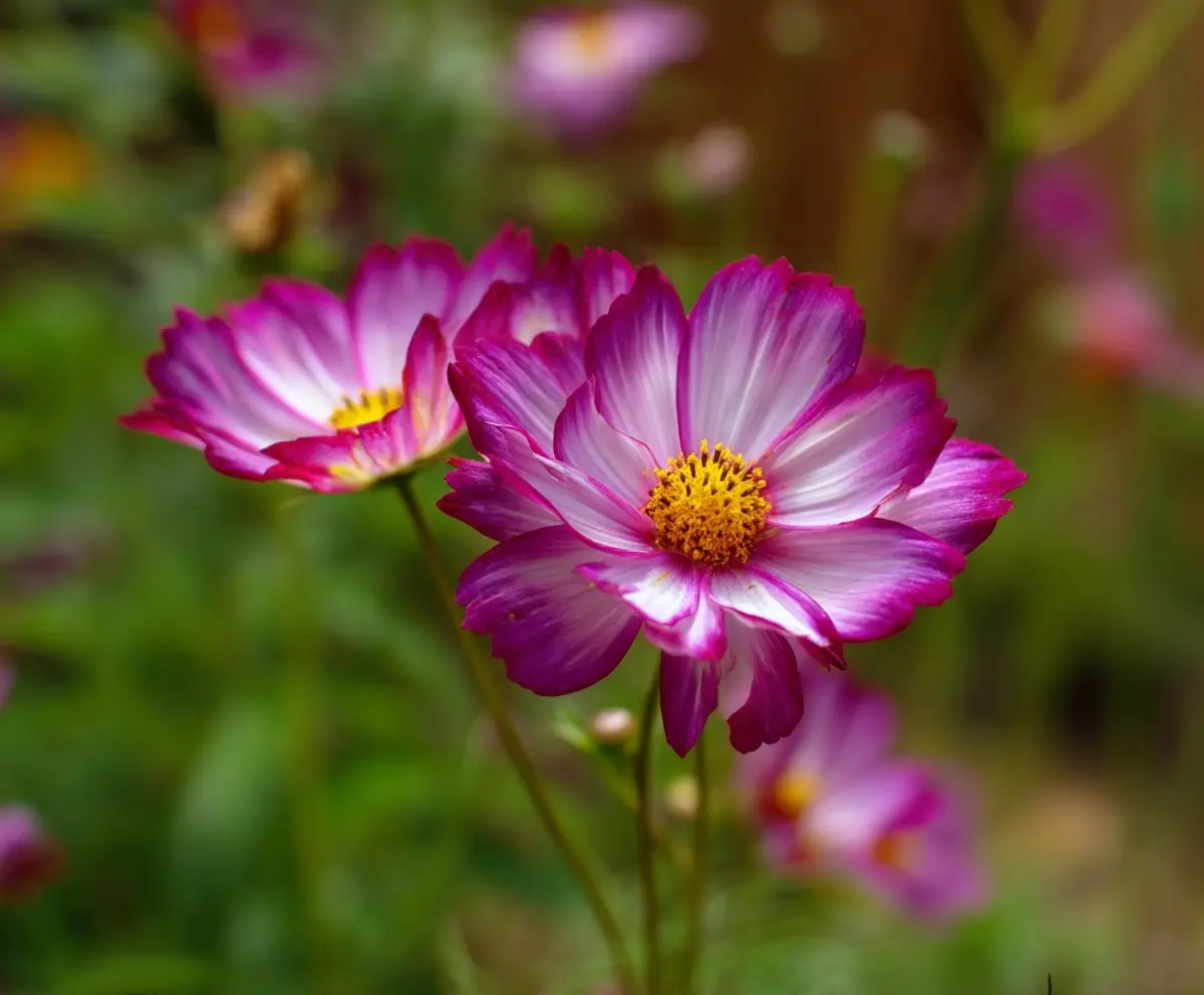Home 11 Best Full-Sun Annuals for Colorful Summer Gardens