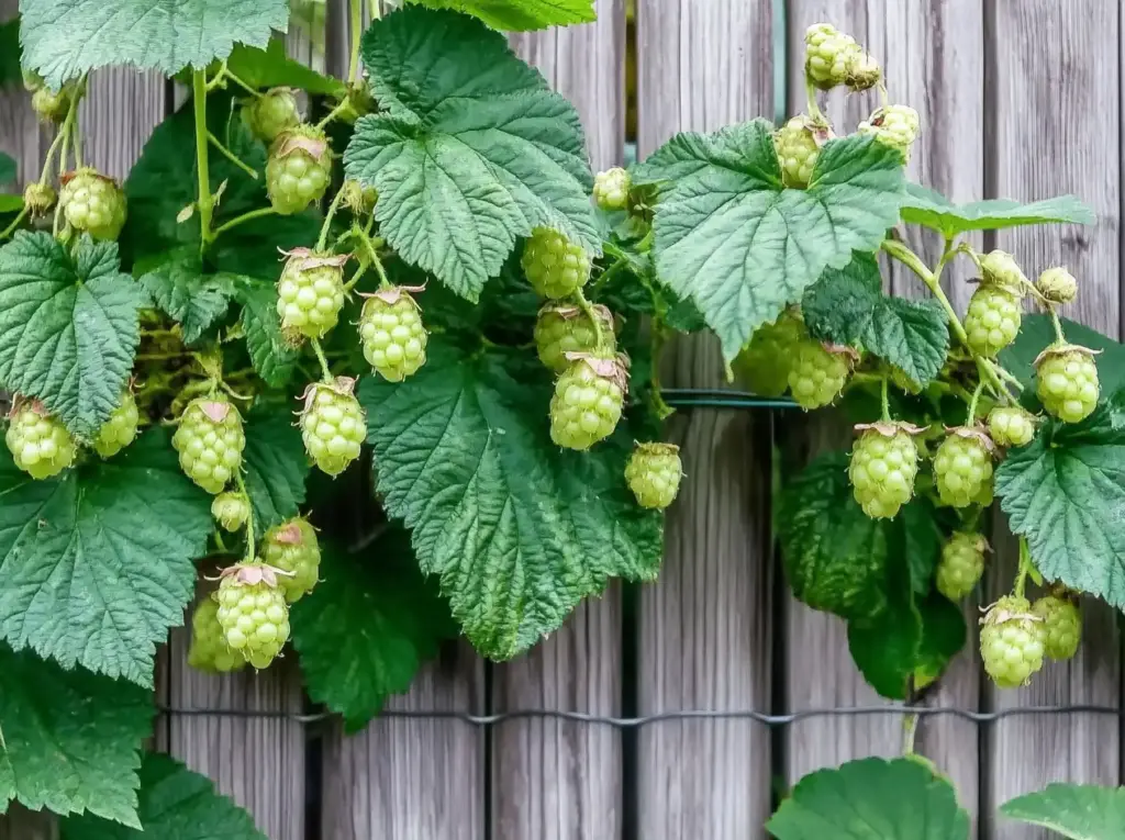 10 Raspberry Trellis Tips to Make Harvesting Easier and Yields Bigger raspberry plants,