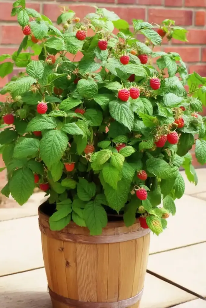 Raspberries 
