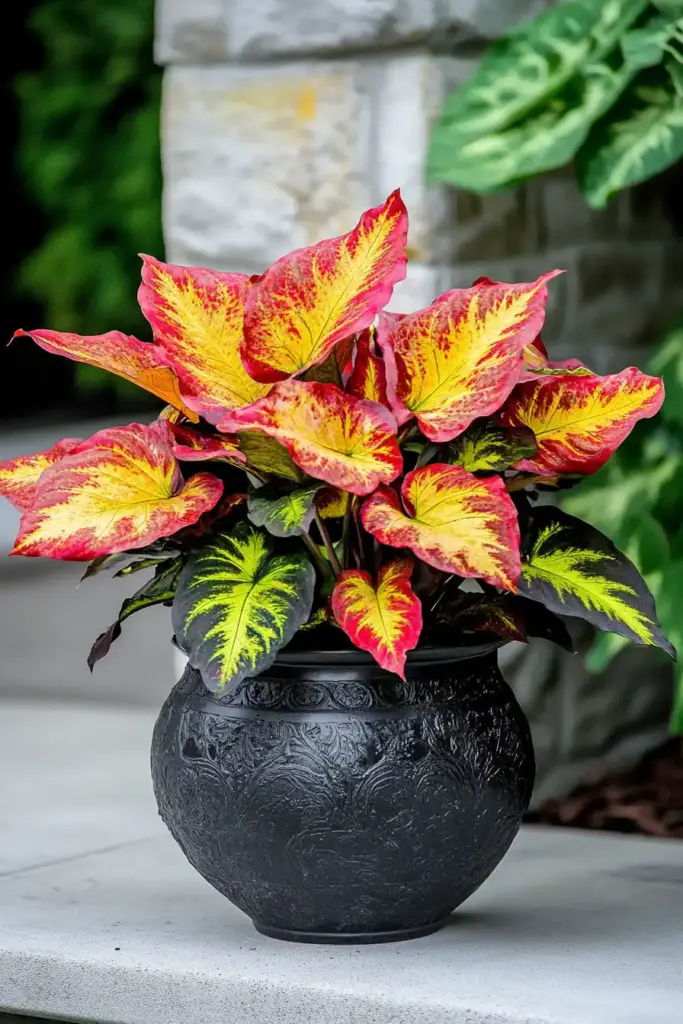 Grow coleus in containers Grow Coleus in Containers