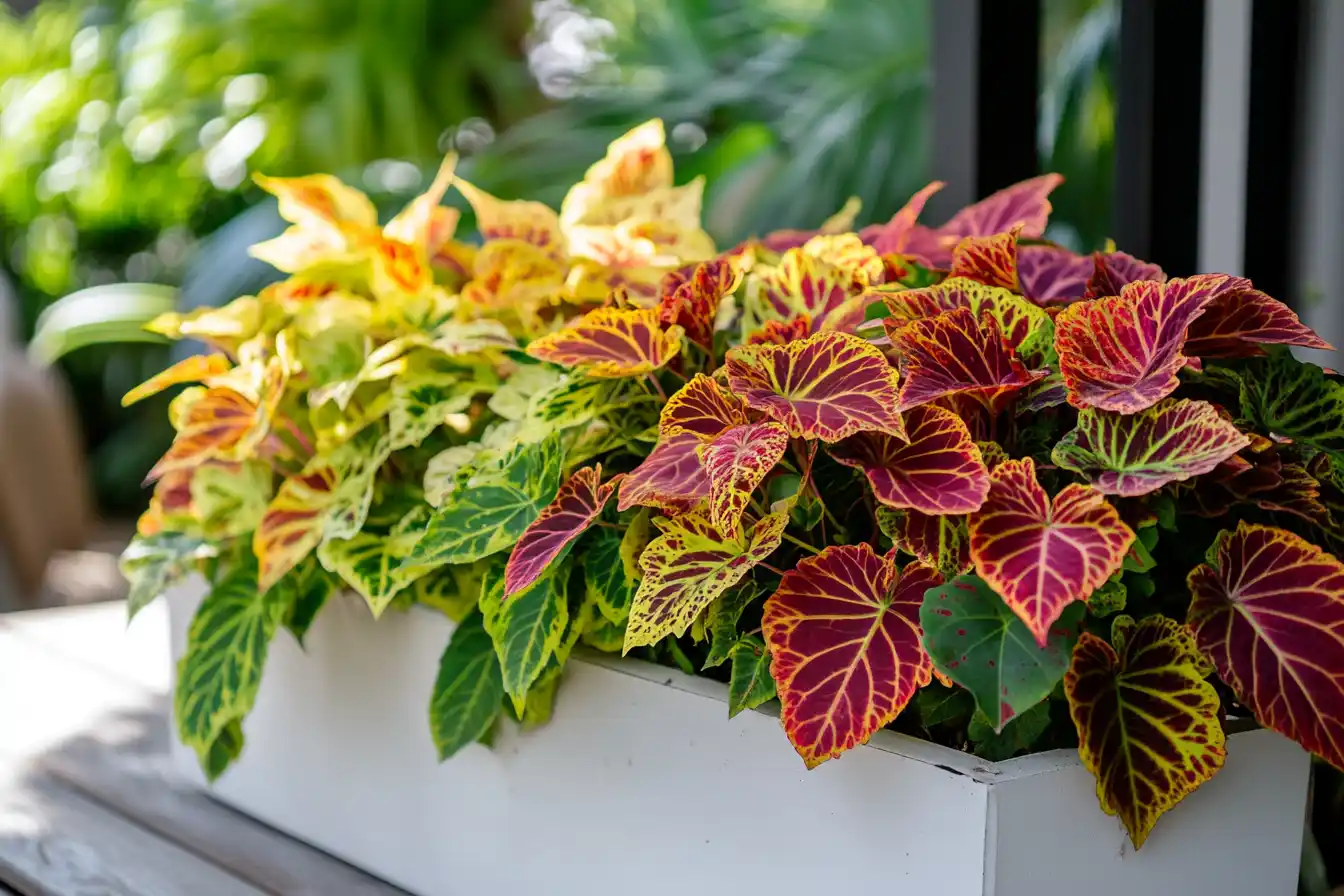 Home Grow coleus in containers