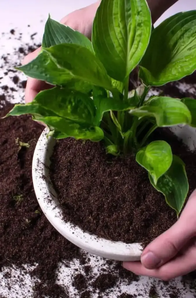 How to Grow Hostas in Containers Grow Hostas in Containers