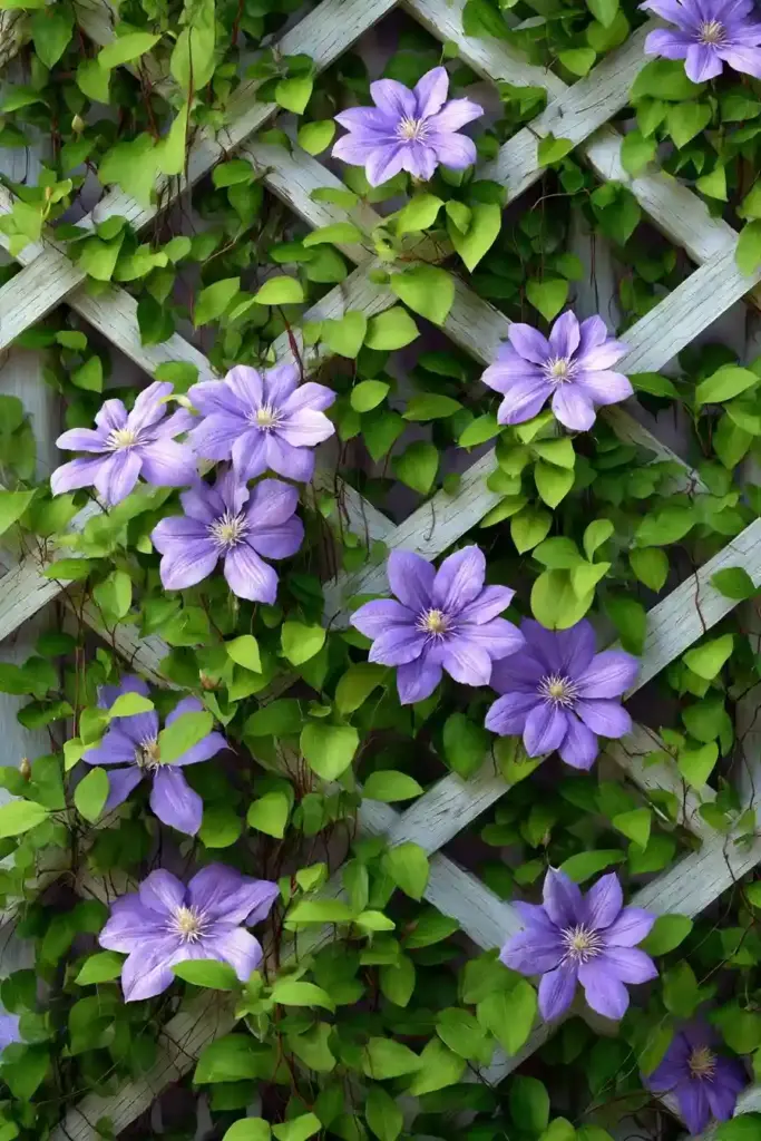 Espaliered Design