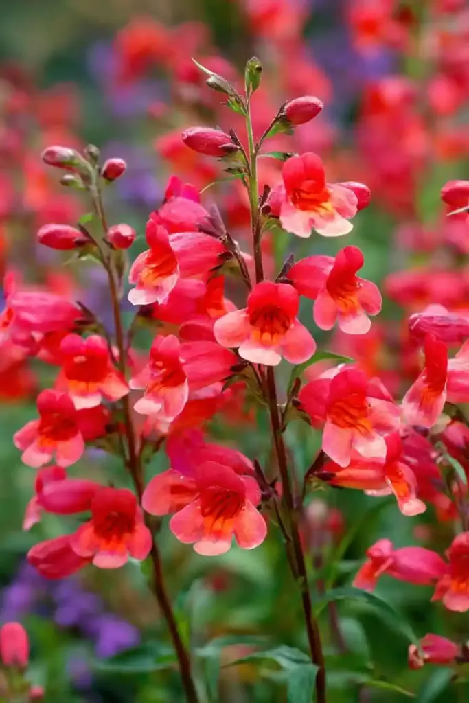 Penstemon