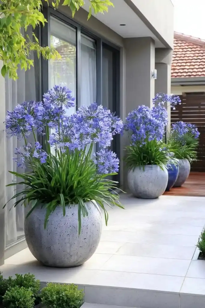 Agapanthus Patio Pots