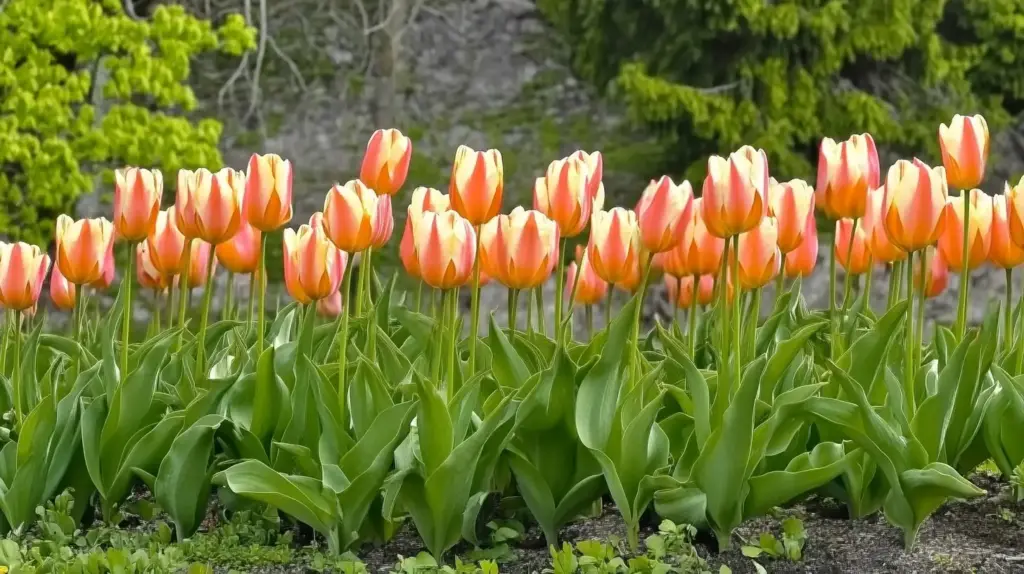 Fosteriana Tulips