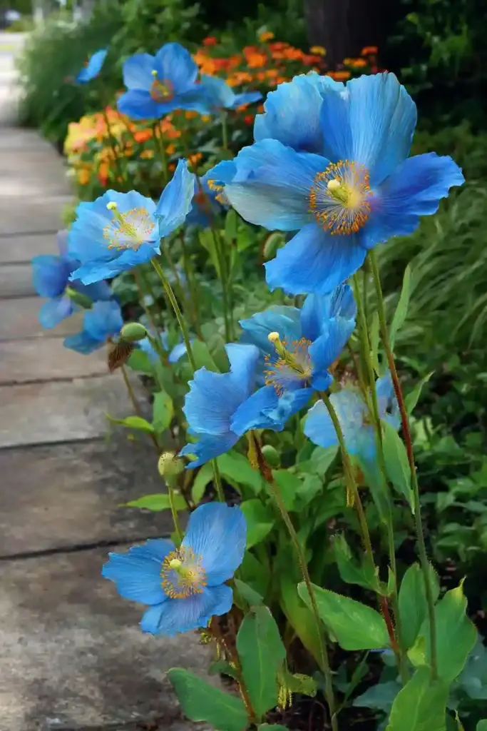 Himalayan Blue Poppy Showcase