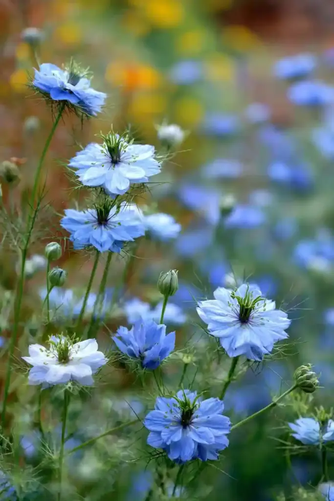 Love-in-a-Mist Bed