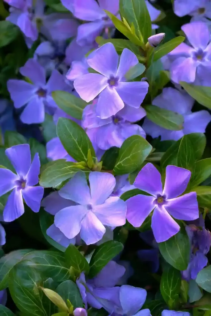 Periwinkle Shade Corner