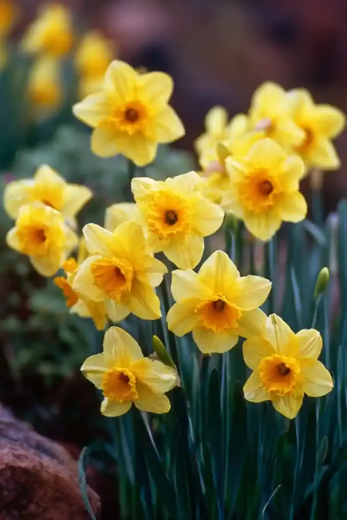 Daffodils