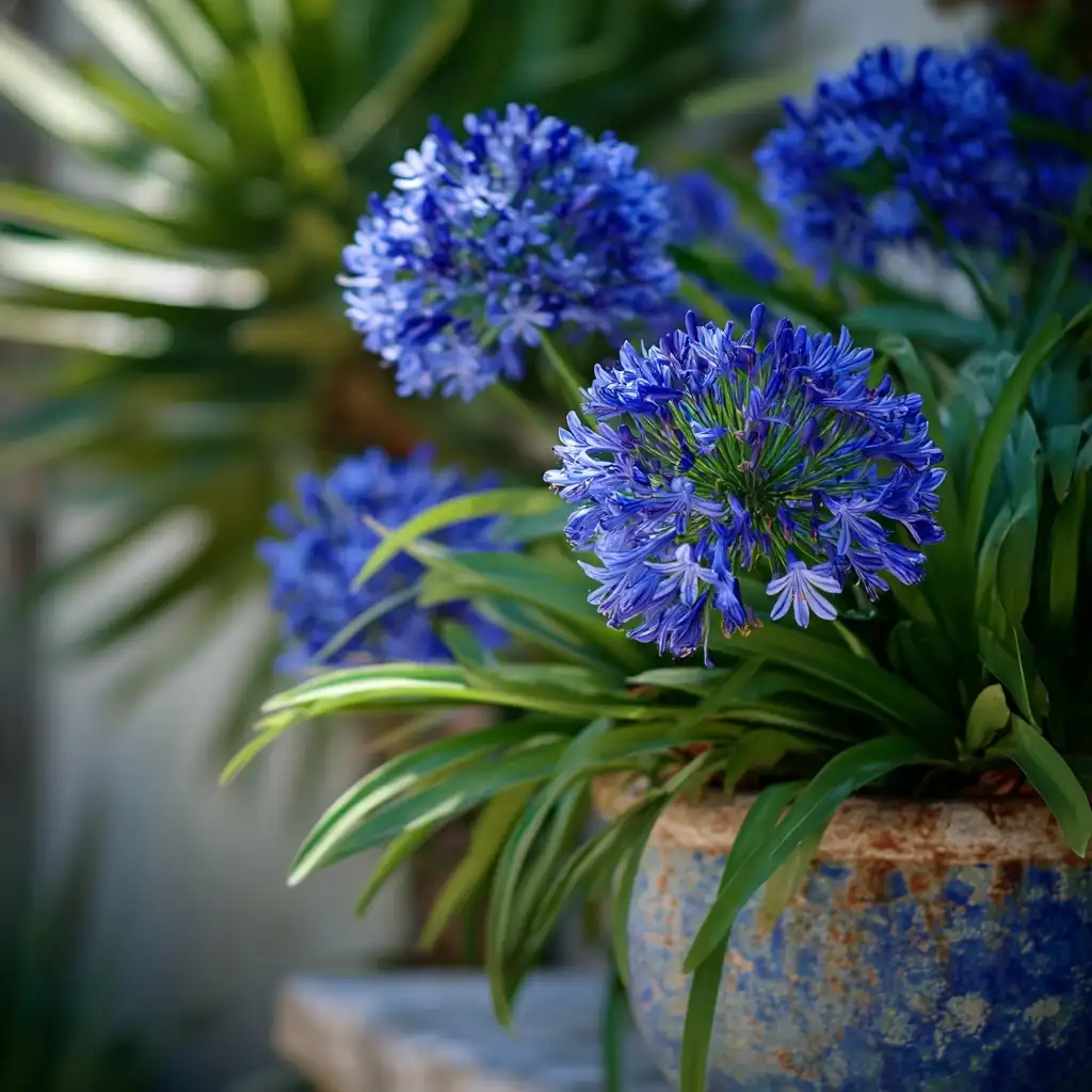 Agapanthus 
