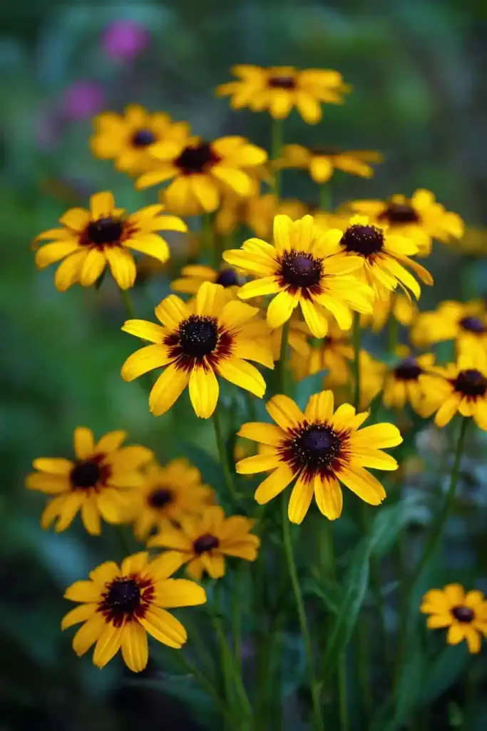 Black-eyed Susan