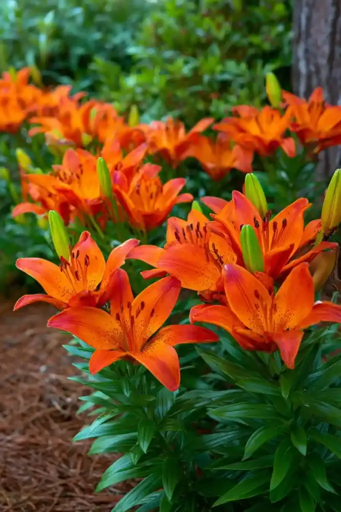 Asiatic Lily
