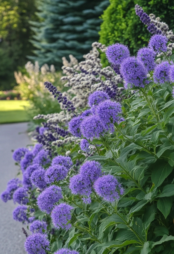  Blue Mist Spirea