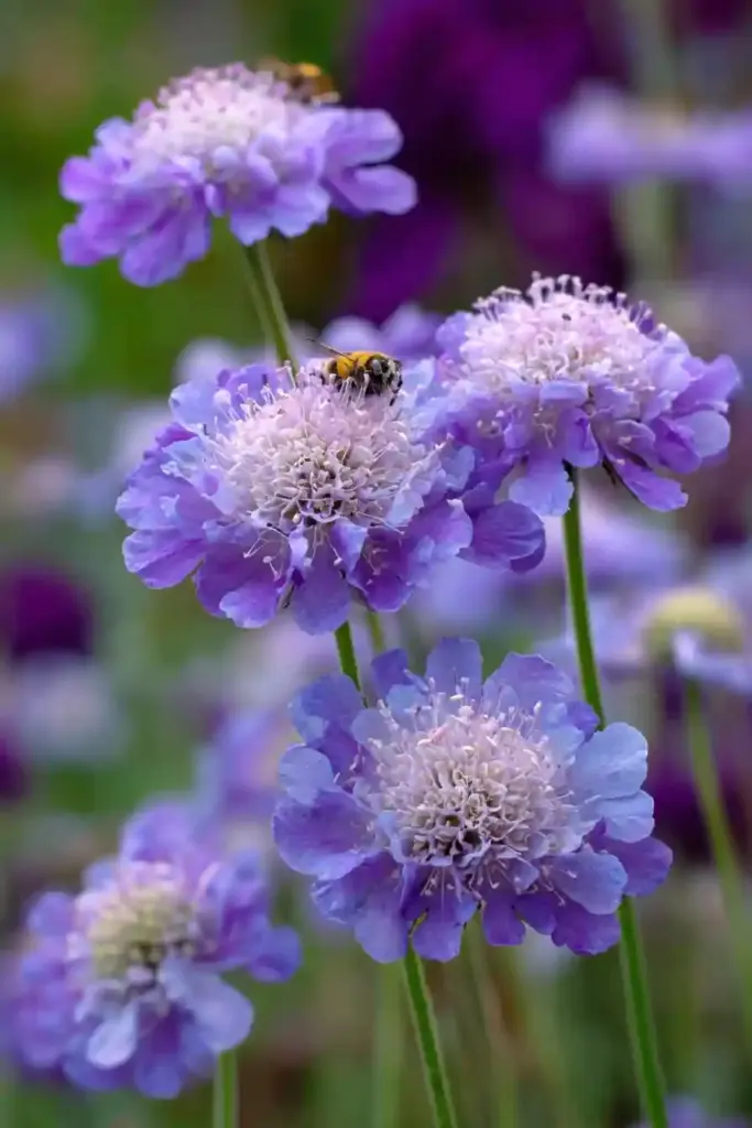 Pincushion Flower