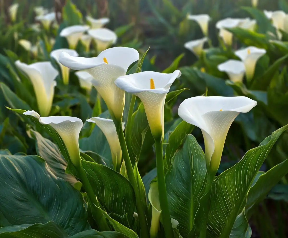 Calla Lily Plant Care: A Complete Guide for Healthy Blooms