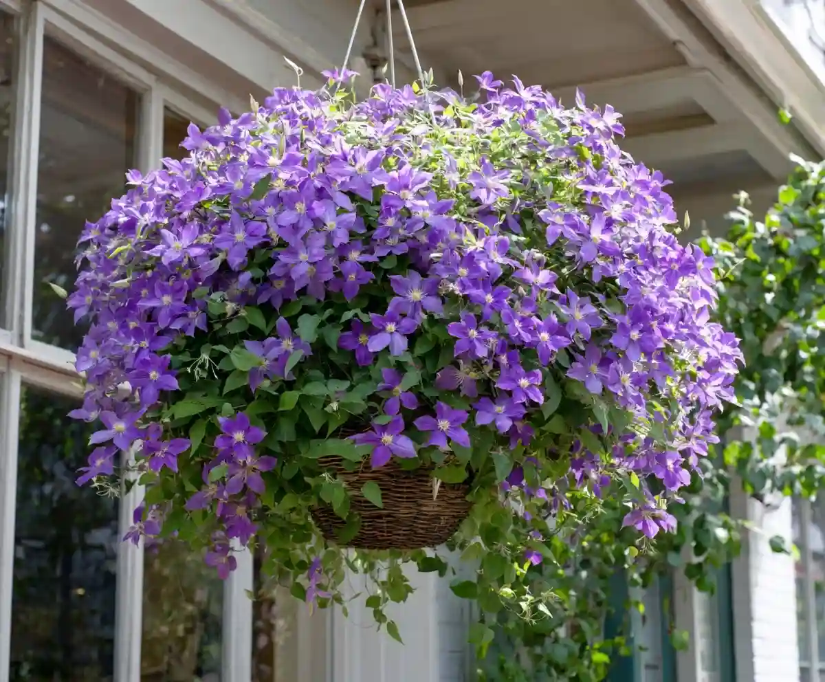 21 Useful DIY Clematis Trellis Designs Ideas You’ll Love