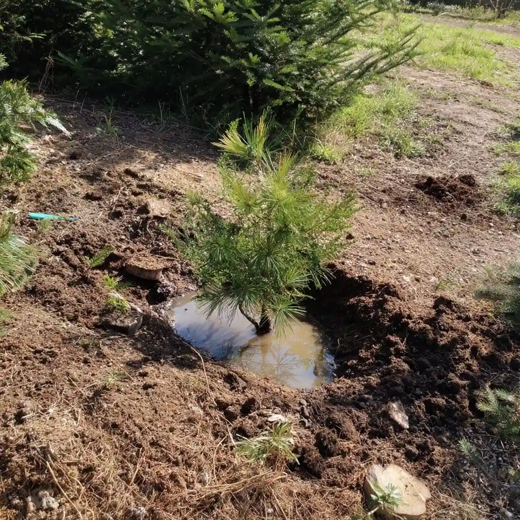 How to Grow Your Own Pine Trees