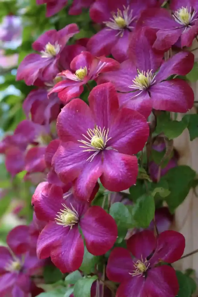 Rosemoor Clematis