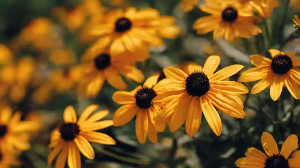 Rudbeckia hirta