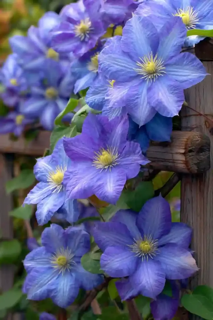 Blue Angel Clematis