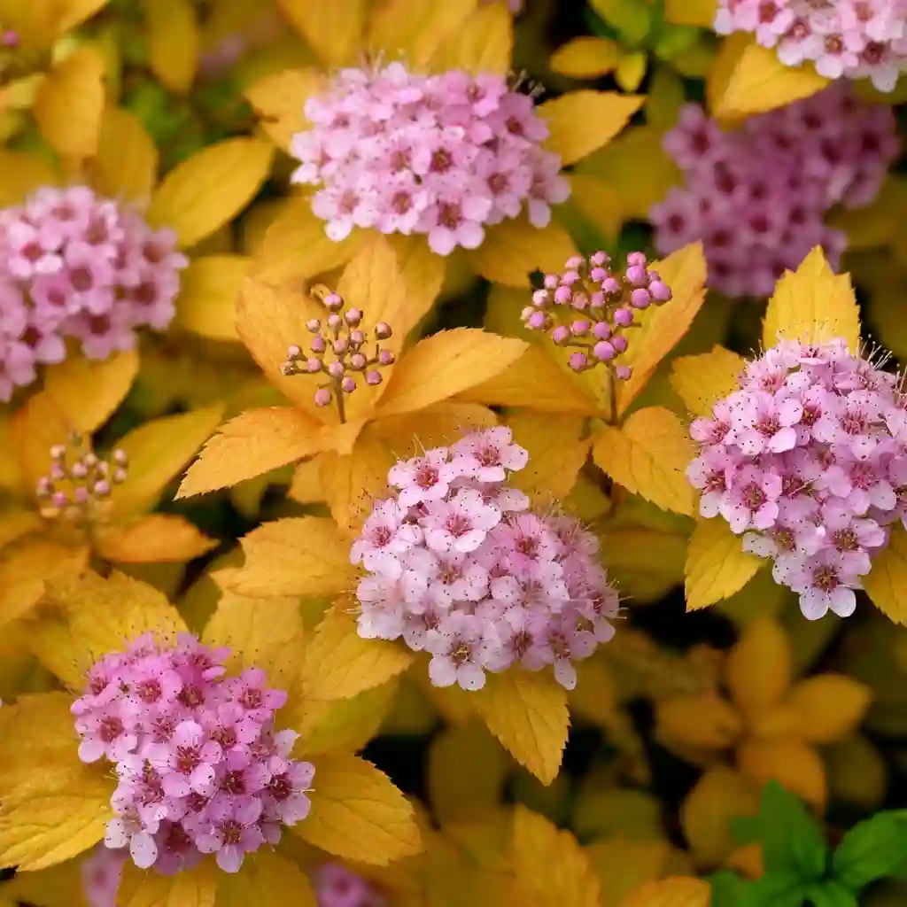 Dwarf Spirea (Spiraea japonica ‘Goldflame’ or ‘Little Princess’)