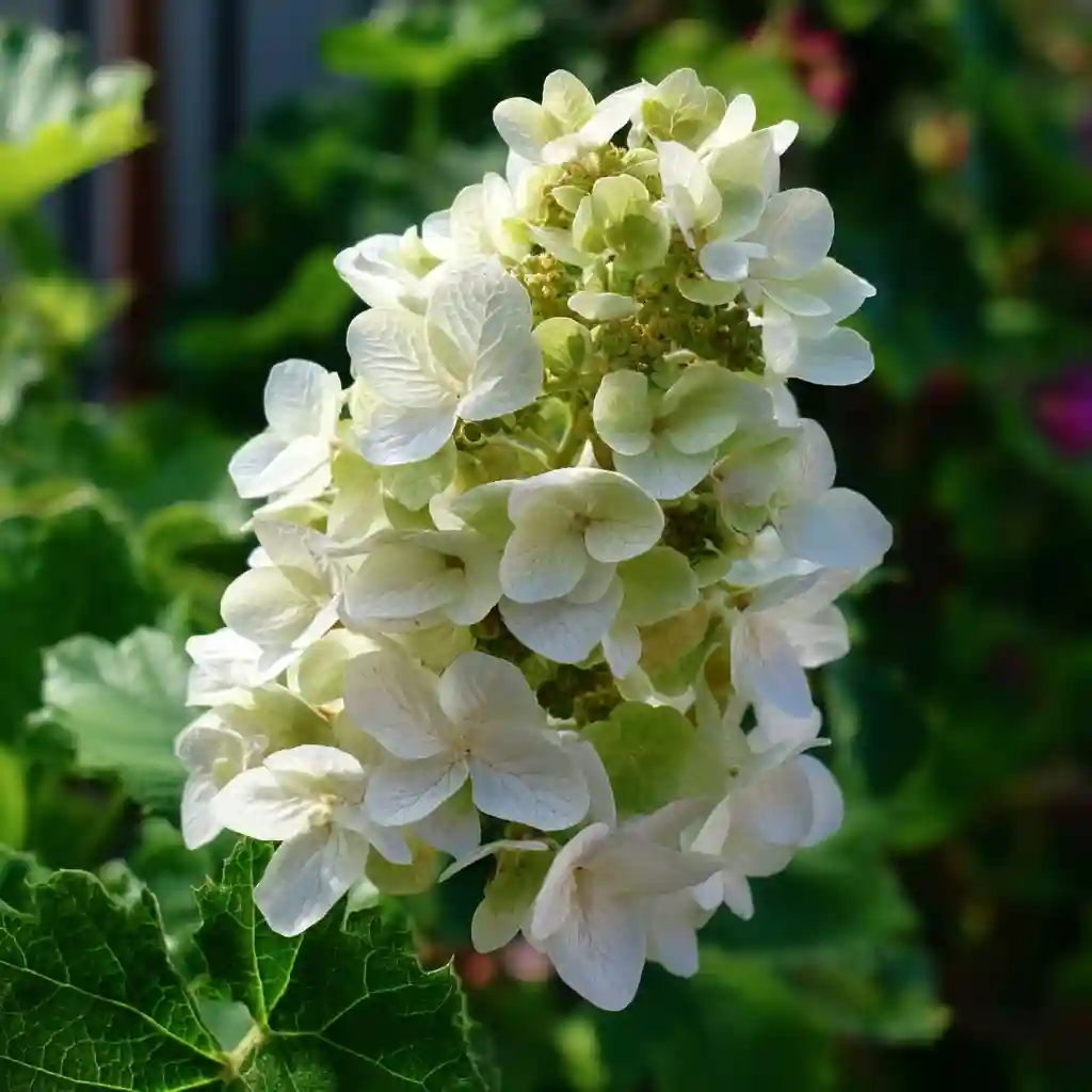 Hydrangea quercifolia ‘Gatsby Moon’