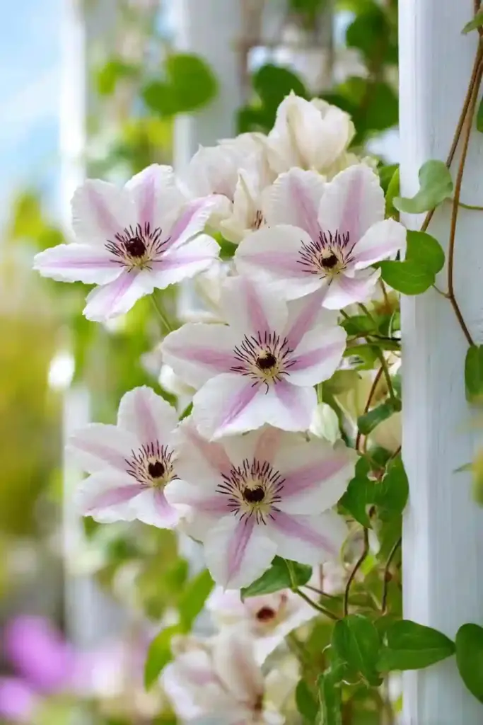 Hyde Hall Clematis